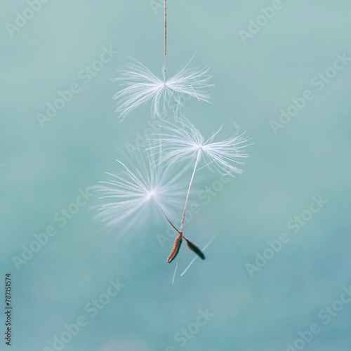 Beautiful dandelion flower seed in springtime, blue background