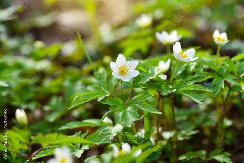 Anemone nemorosa flowers in the spring forest in the sun's rays photo