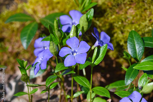 Periwinkle Vinca blue spring flowers in the forest