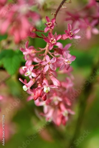 Groseilliers à fleurs