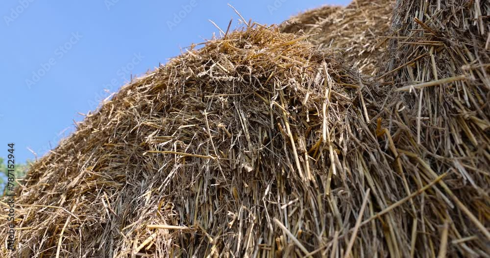 wheat straw collected in stacks after grain harvest, yellow straw from wheat after harvest for sale wheat straw collected in stacks after grain harvest, yellow straw from wheat after harvest for sale