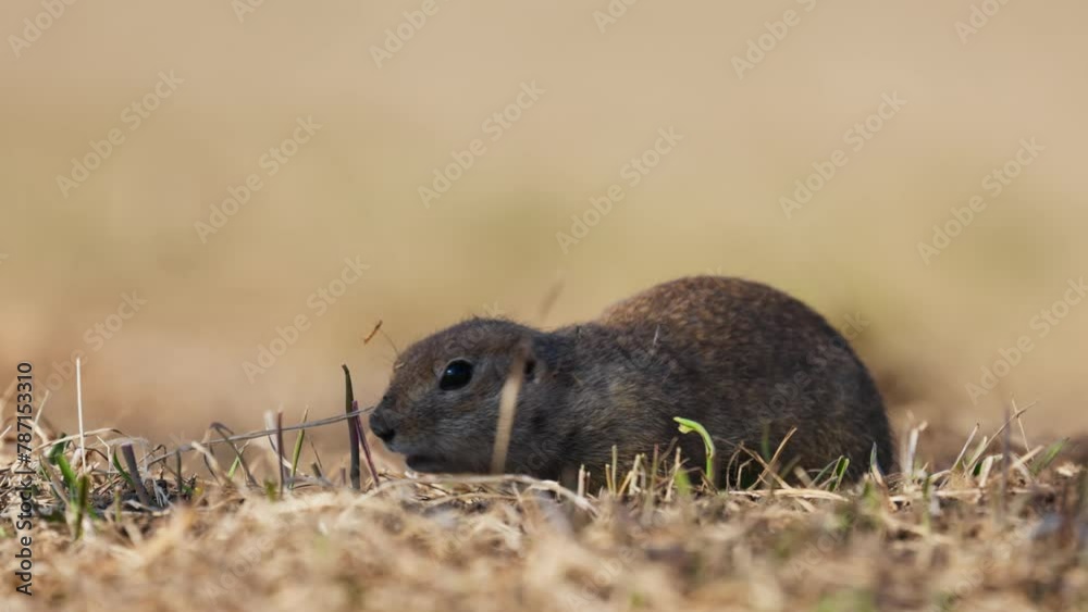 Funny fluffy gopher eats next to the burrow, little ground squirrel or ...