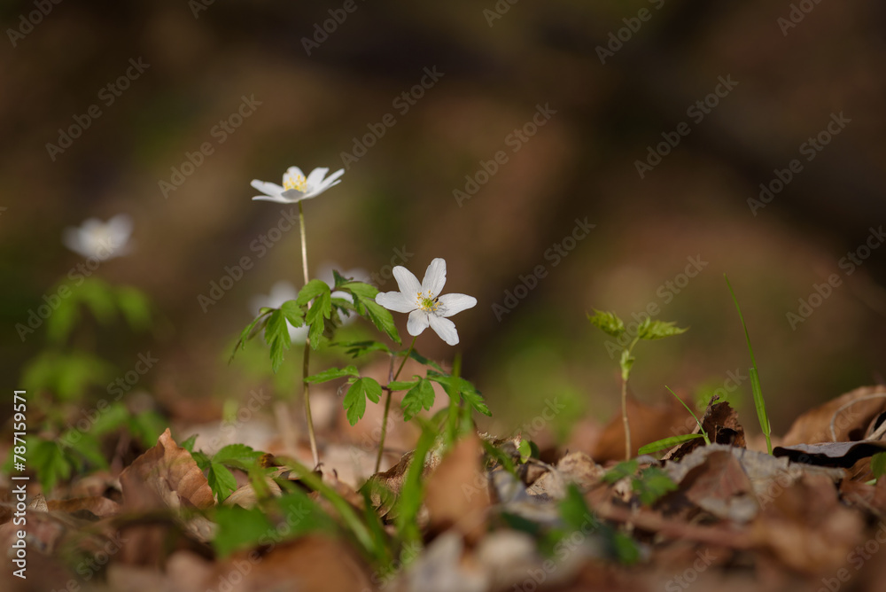 EARL SPRING - The first flowers in park EARL SPRING - The first flowers in park