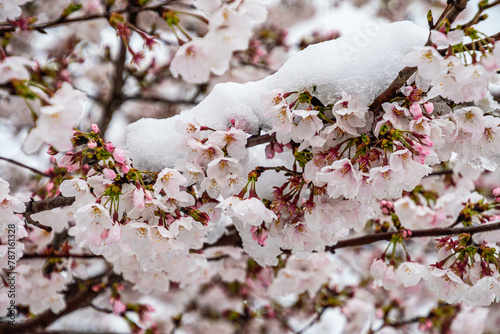 桜と雪の希少なコラボ