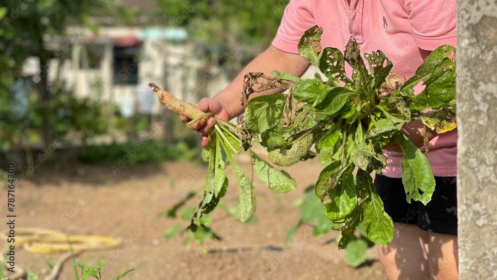 A woman harvesting home gardening white radish in the afternoon