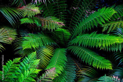 Aerial view over palm trees in the jungle