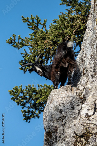 Goats on the Greek island of Kefalonia