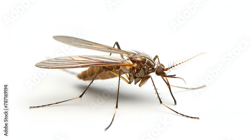 mosquito isolated on a white background, generative Ai