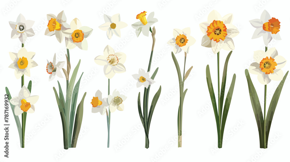 Set of beautiful narcissus flowers for cards posters