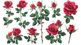 Set of beautiful red roses isolated on white background