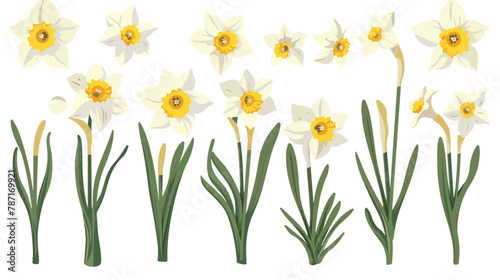 Set of beautiful narcissus flowers for cards posters photo