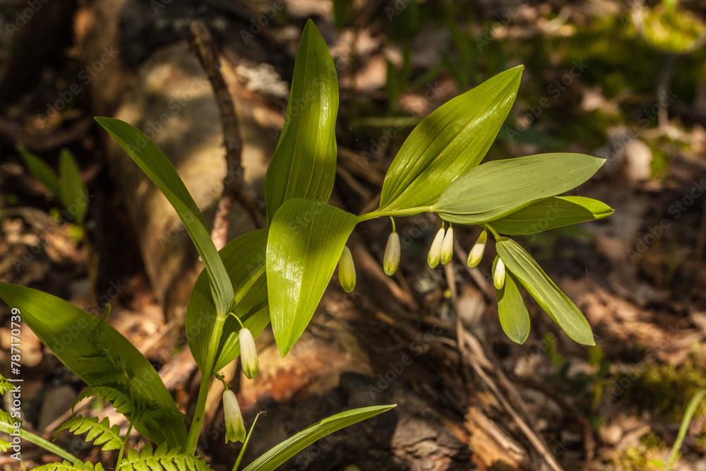 Polygonatum odoratum in the forest Polygonatum odoratum in the forest