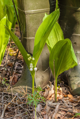 Lily of the valley near rubber boots. photo