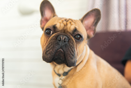 French Bulldog puppy standing on sofa at home © shapovalphoto