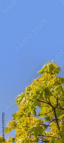 Blooming maple branch with young leaves in spring against a blue sky.