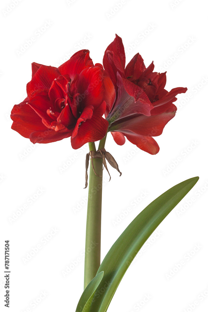 Blooming Hippeastrum (amaryllis) Blooming Hippeastrum (amaryllis)
