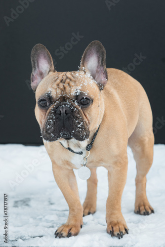 French Bulldog portrait at winter outdoors