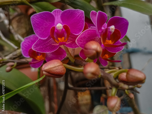 Beautiful phalaenopsis orchid flower ,Phalaenopsis Memoria Anne Fajen.