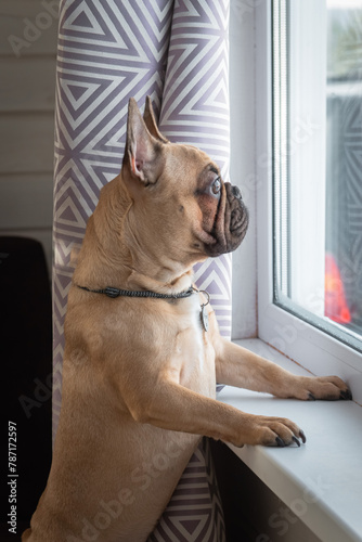 French Bulldog puppy standing on sofa at home, looking at window