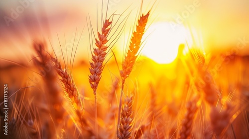 Warm sunset over wheat  suitable for articles on sustainability  food security  or autumn seasons.