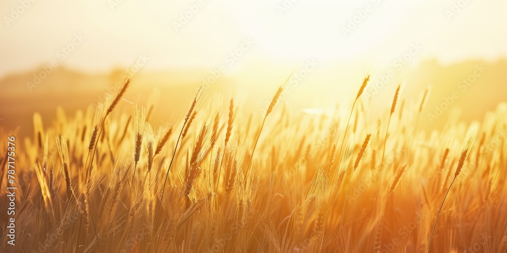 Golden hour in a grain field, conveying richness and organic farming.