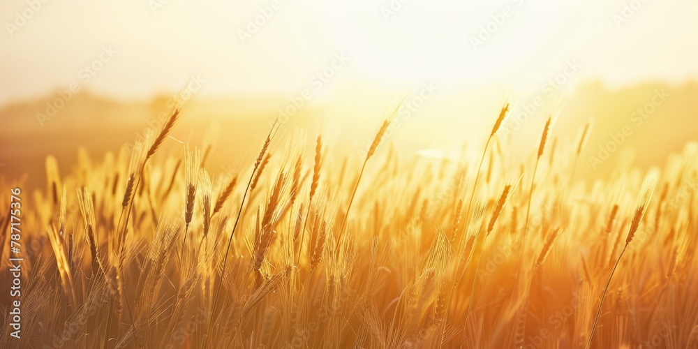 Golden hour in a grain field, conveying richness and organic farming. Golden hour in a grain field, conveying richness and organic farming.