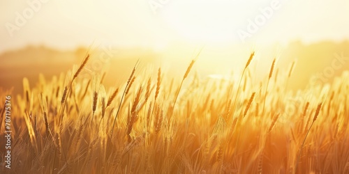 Golden hour in a grain field  conveying richness and organic farming.