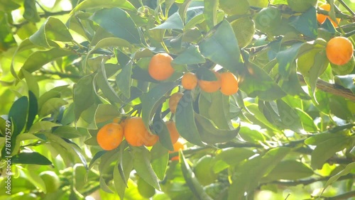 Citrus japonica (Kumquat) photo