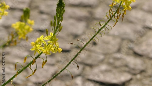 Bulbinella is genus of plant in family Asphodelaceae, subfamily Asphodeloideae. Many species are endemic to Cape Province in western South Africa, confined to winter rainfall area. photo