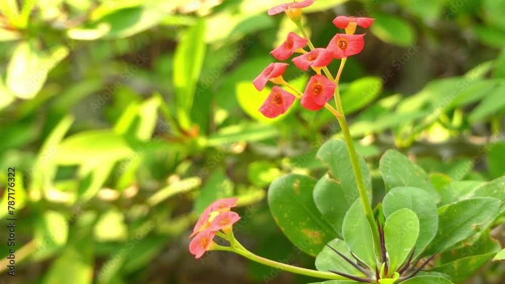 Euphorbia milii, crown of thorns, Christ plant, or Christ thorn, called Corona de Cristo in Latin America is species of flowering plant in the spurge family Euphorbiaciae, native to Madagascar. Euphorbia milii, crown of thorns, Christ plant, or Christ thorn, called Corona de Cristo in Latin America is species of flowering plant in the spurge family Euphorbiaciae, native to Madagascar.