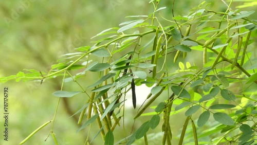 Indigofera australis, known as Australian Indigo, is an attractive species of leguminous shrub in the genus Indigofera (Fabaceae family). Genus name Indigofera is Neo-Latin for bearing Indigo. photo