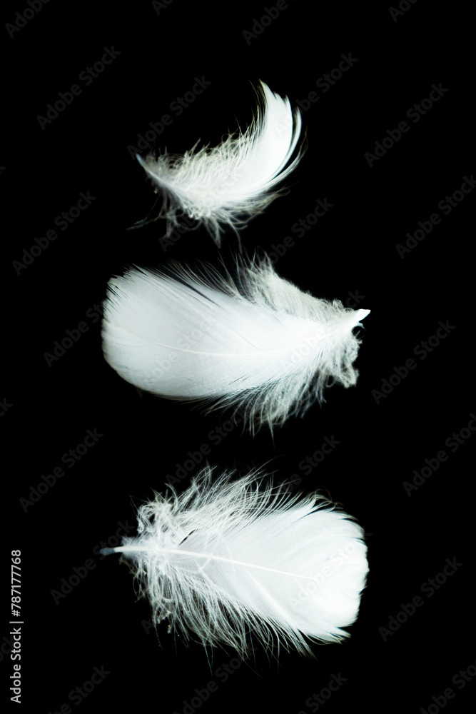 Soft bird white feathers on black background.