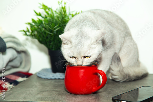 Cat drinks from her owner's cup.