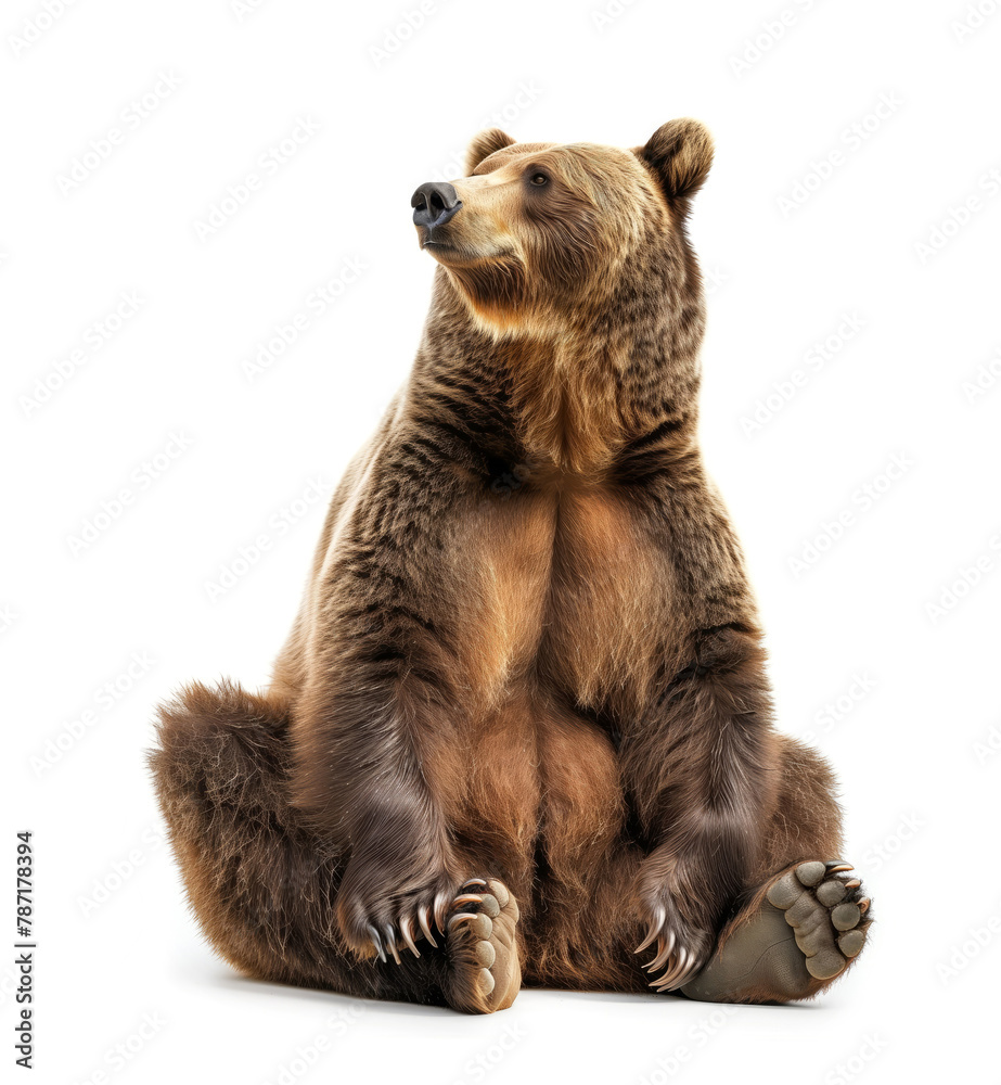 Obraz premium Brown bear sitting with a curious look on white