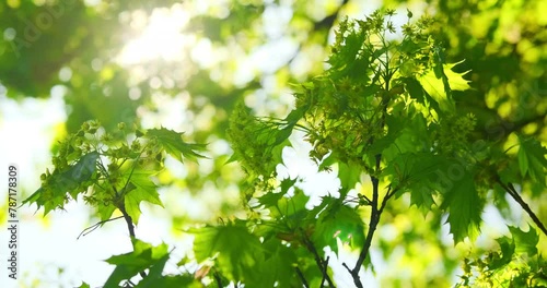 Fresh green maple leaves on a tree sway in the wind against bright sunshine in springtime, blooming maple. Elegant green background of green leaves and bokeh photo