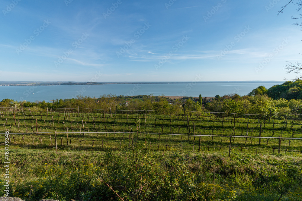View of the Hungarian sea and vineyards.