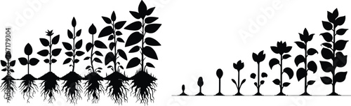 Set growing sprout, growth stages, vector illustration.