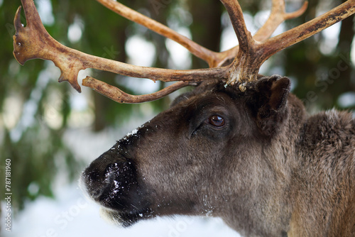 reindeer in its natural environment in scandinavia