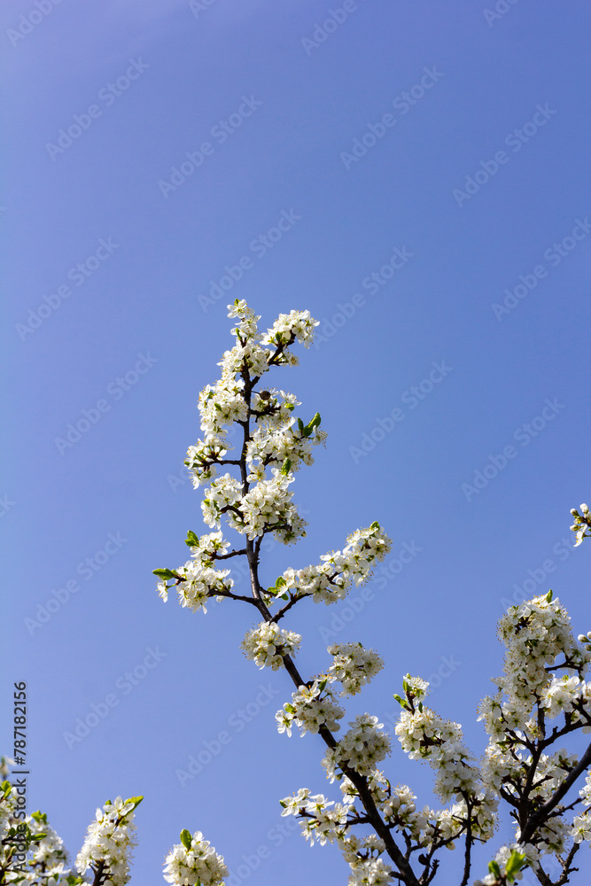 Floral background with white flowers. Wild plums are blooming. Floral background with white flowers. Wild plums are blooming.