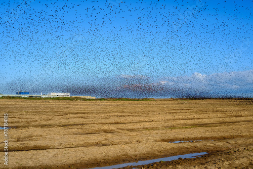 Photography starlings birds