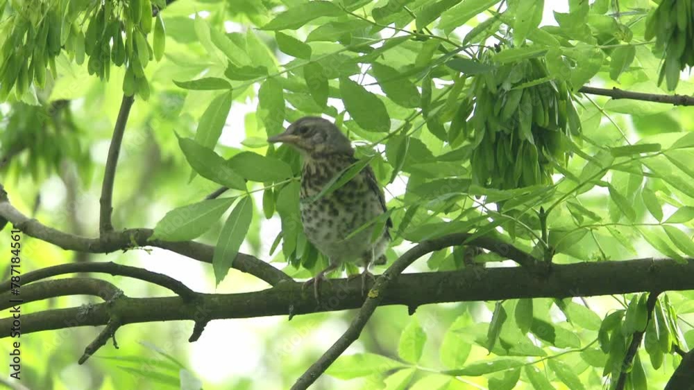young fieldfare sitting on a branch and waits for food young fieldfare sitting on a branch and waits for food
