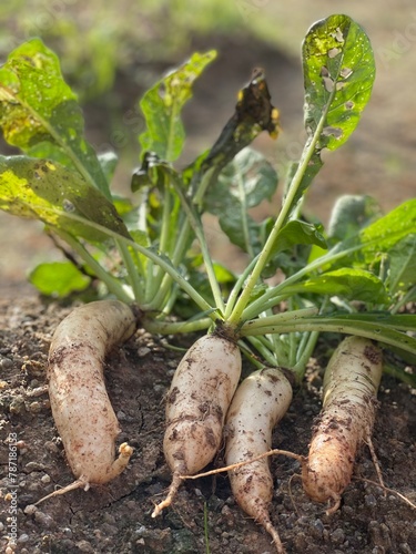 Close-up of home gardening unearthed organic white radish © Chai