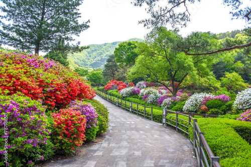 철쭉꽃이 활짝 핀 수목원의 산책로 photo