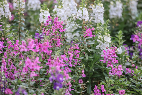 a Blooming pink Angelonia flower field or Little turtle flower