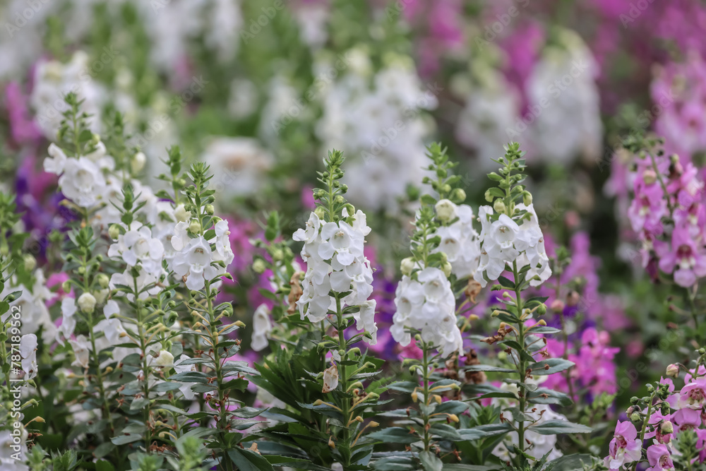 Fototapeta premium a Blooming pink Angelonia flower field or Little turtle flower