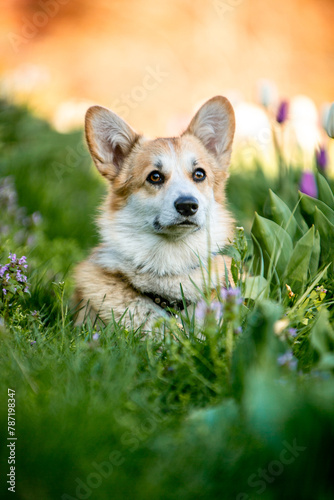 Corgi in flowers