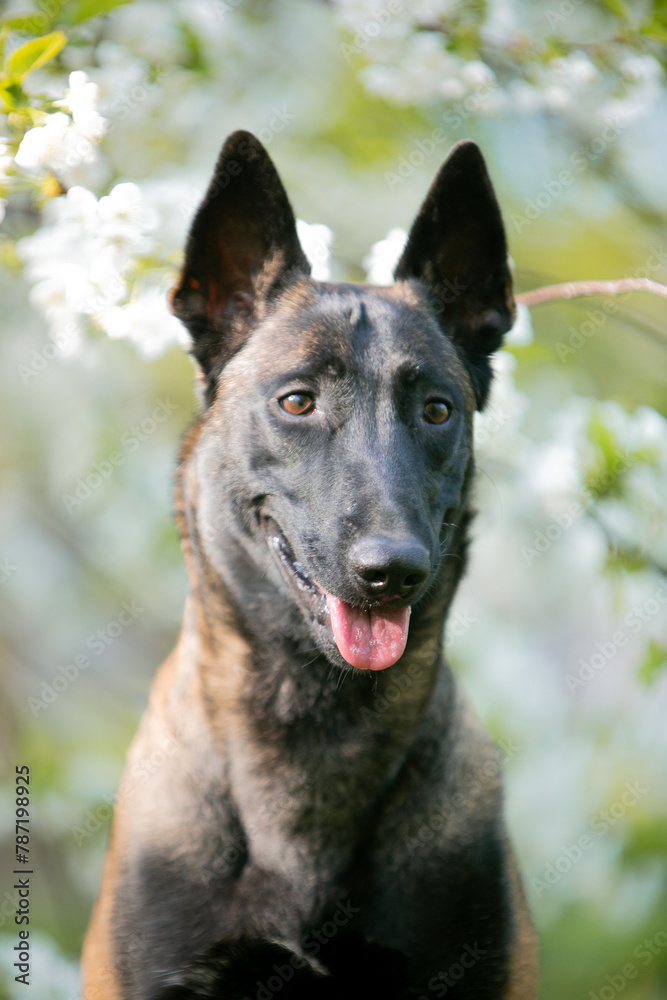 Belgian Malinois dog in the spring park Belgian Malinois dog in the spring park