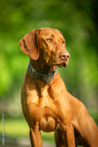Dog of the Hungarian Vizsla breed in a green park