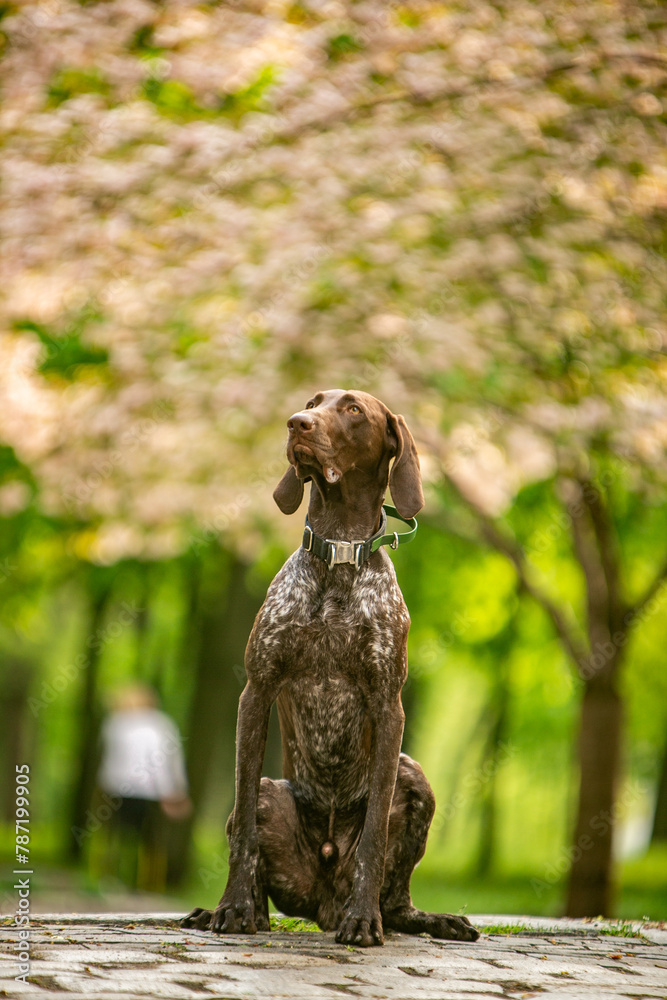 brown shorthaired pointer on a green background