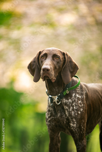 brown shorthaired pointer on a green background